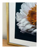 Scent of a Rose - Framed Fine Art Floral Photography | Limited Edition ELENA DRAGOI