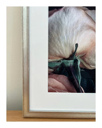 Scent of a Rose - Framed Fine Art Floral Photography | Limited Edition (1/25)