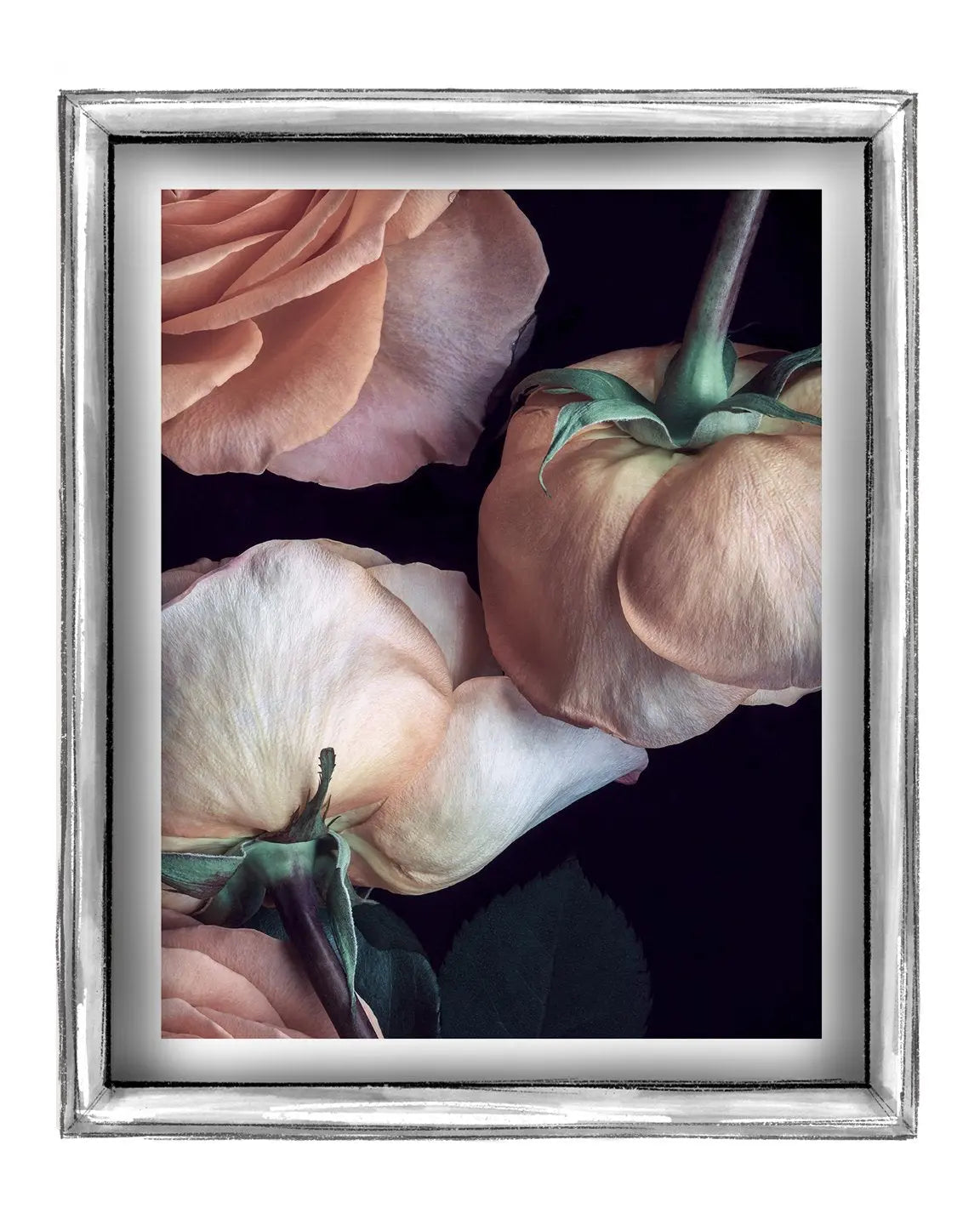 Scent of a Rose - flower art prints ELENA DRAGOI