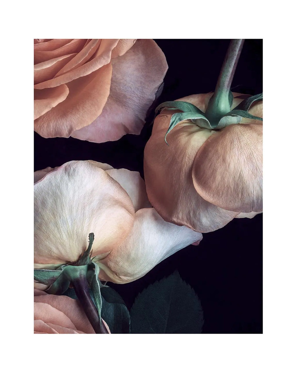 Scent of a Rose - flower art prints ELENA DRAGOI