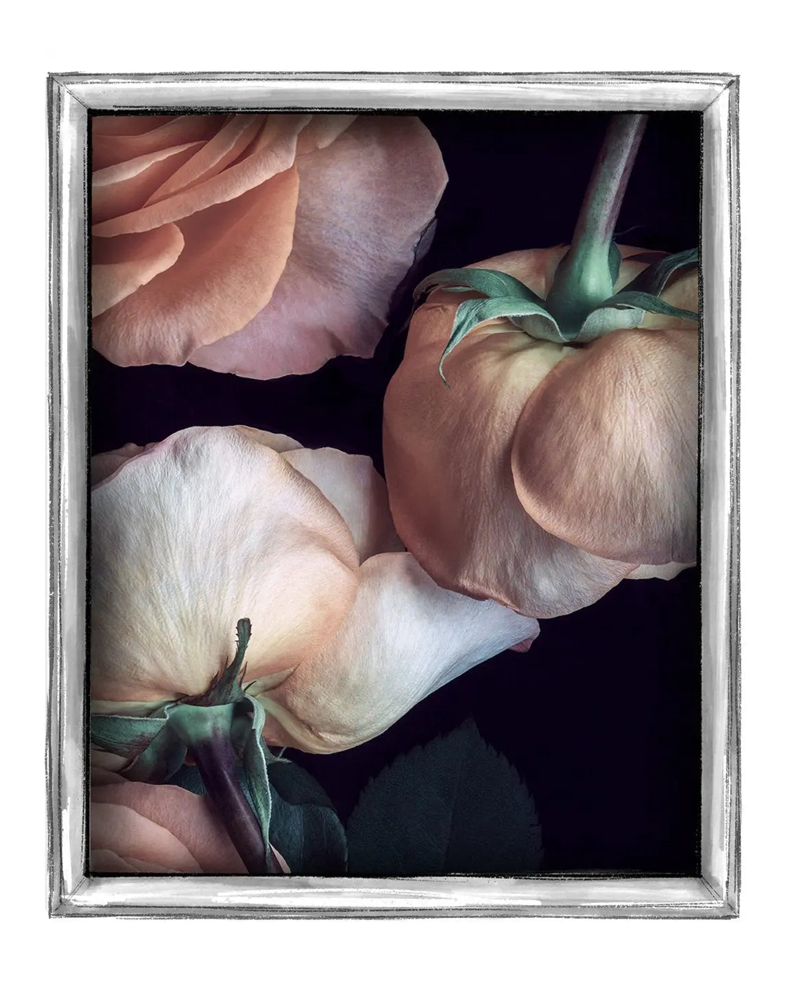 Scent of a Rose - flower art prints ELENA DRAGOI