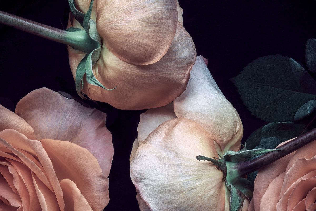 Close-up of delicate pink and cream rose petals with dark green leaves on a black background - Elena Dragoi art collection