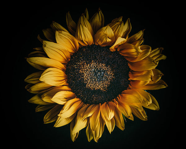 Golden sunflower bloom on black background symbolizing art instills joy, happiness, and bringing beauty into your home