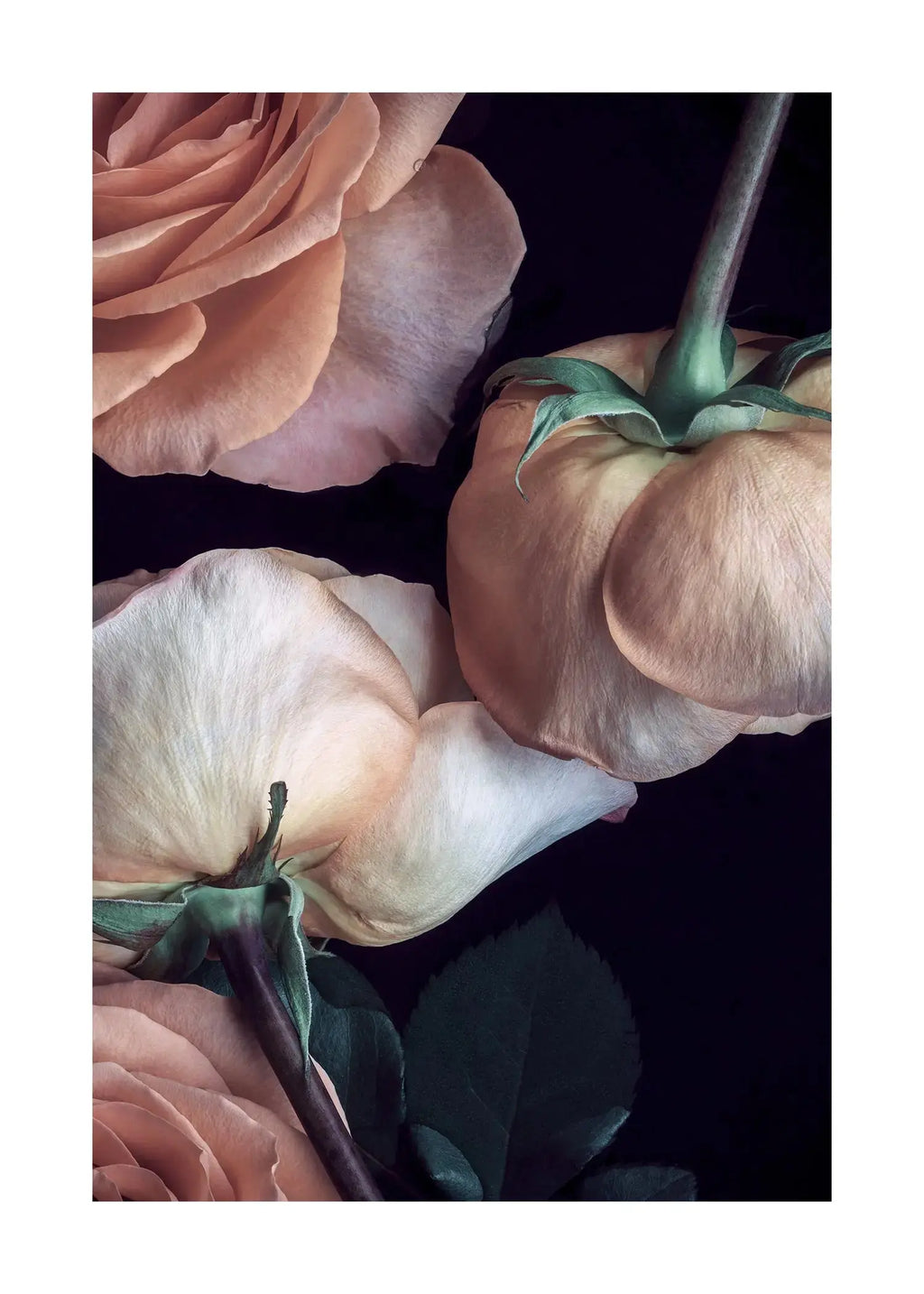 Surrender - Open Edition Flower Art Prints ELENA DRAGOI