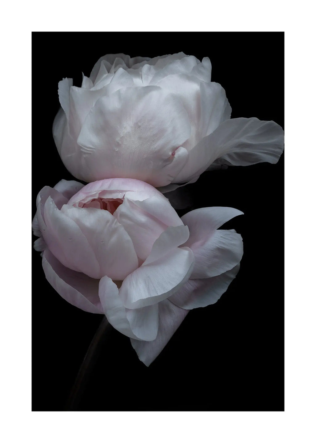 Surrender - Open Edition Flower Art Prints ELENA DRAGOI