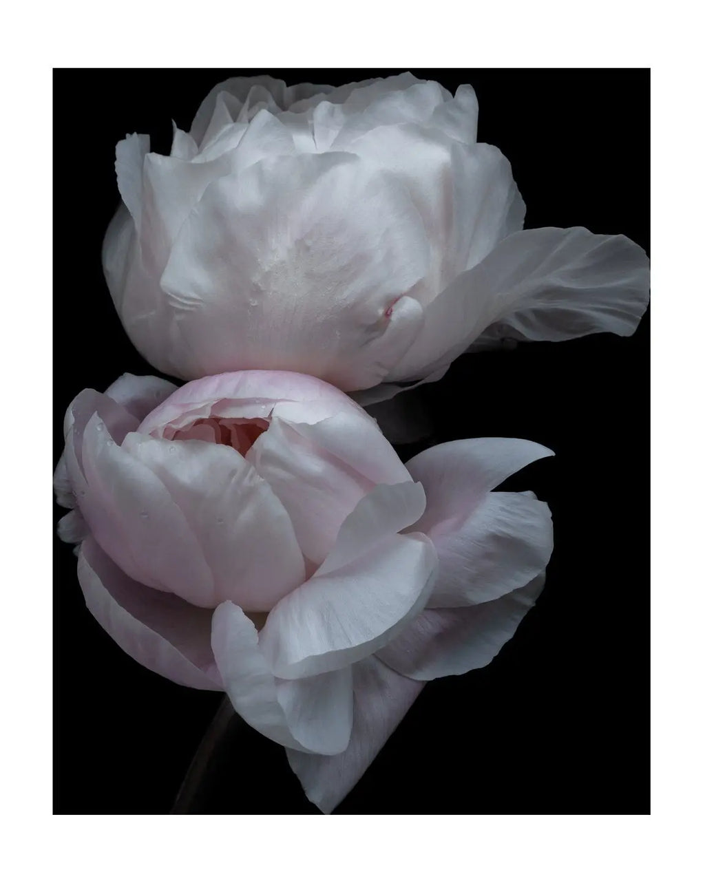 Surrender – Limited Edition Peony Flower Art Print by Elena Dragoi, featuring delicate peony blooms with unfurling petals. Available in color and black and white, printed on premium Giclée paper.