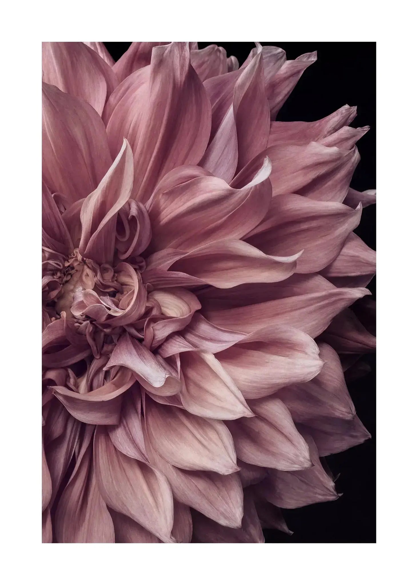 Unwavering Presence - Open Edition Flower Art Prints ELENA DRAGOI