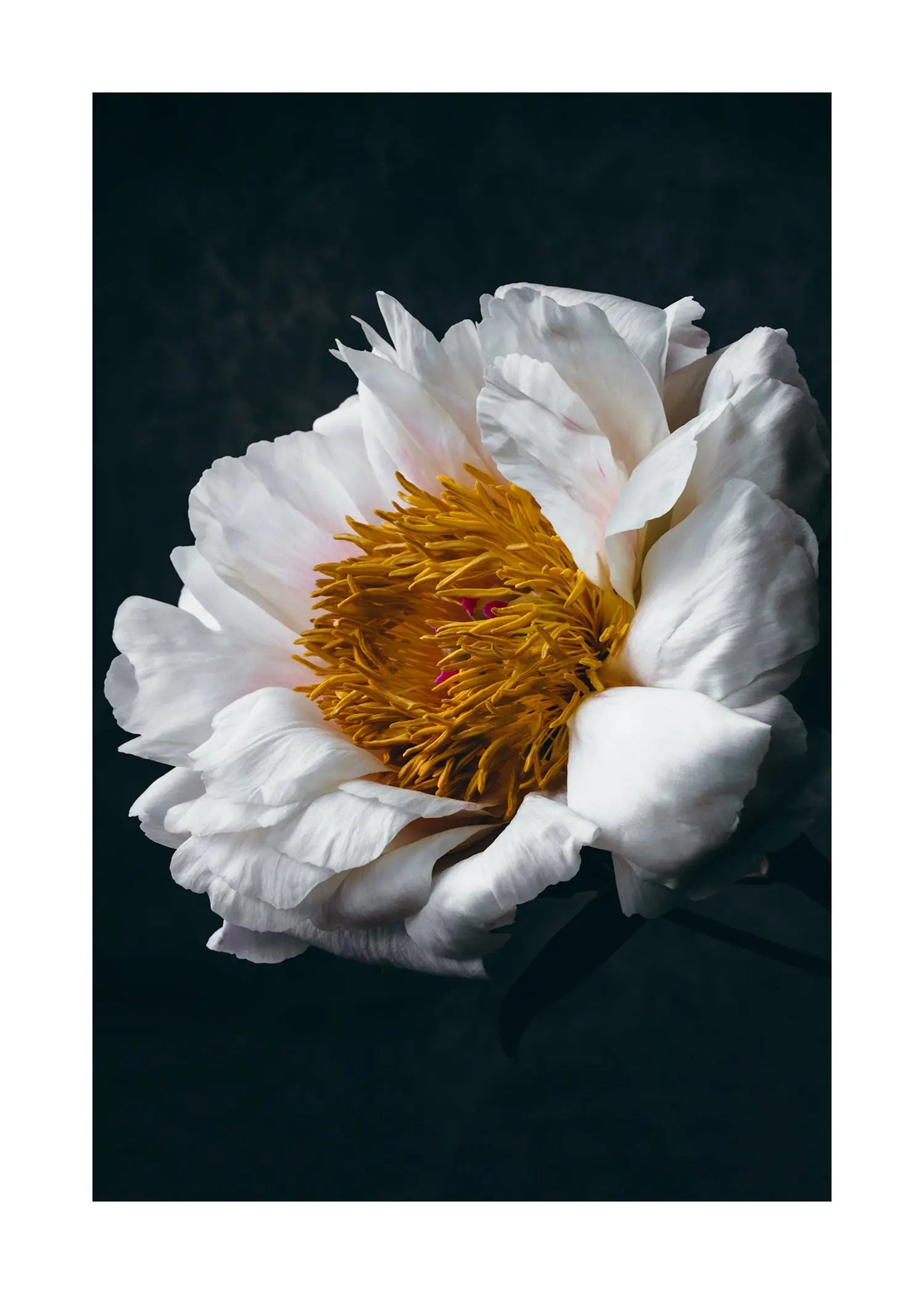 Unwavering Presence - Open Edition Flower Art Prints ELENA DRAGOI