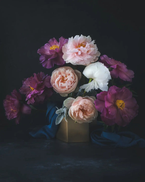 Adoration botanical fine art print featuring blush pink, mauve purple, and ivory white peonies with golden centers against a dark backdrop by Elena Dragoi fine art print by Elena Dragoi