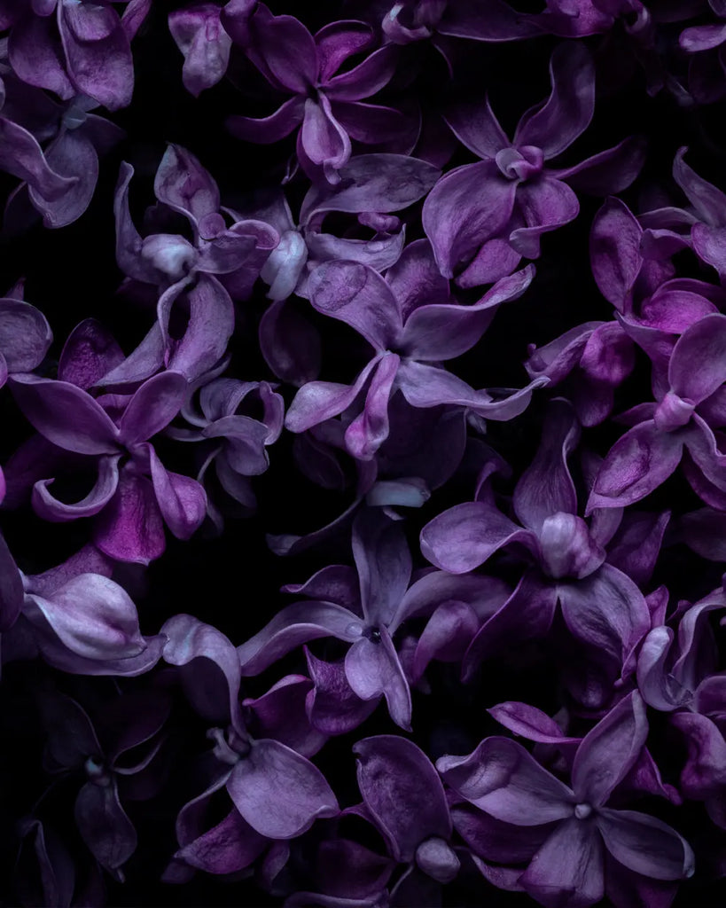 Deep purple hydrangea blooms scattered against darkness - a moody fine art photograph capturing nature's ephemeral beauty by Elena Dragoi