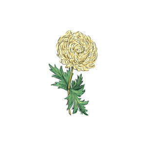 Chrysanthemum botanical illustration