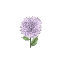 DAHLIA