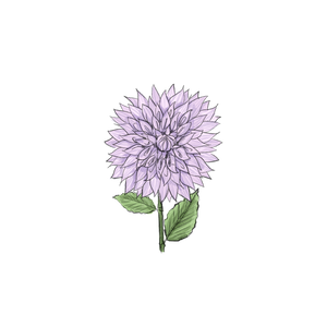 Dahlia botanical illustration