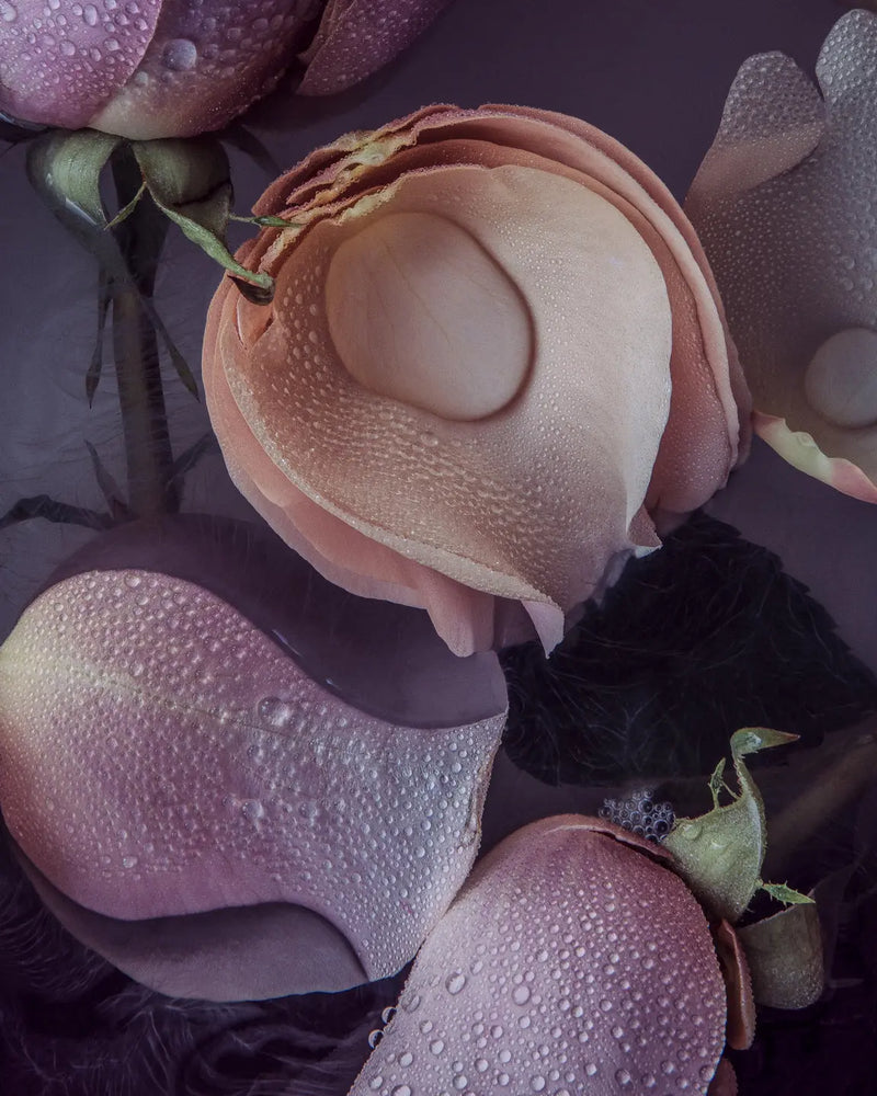 Multi-colored roses with water droplets - peach, coral and lavender blooms - fine art floral print by Elena Dragoi