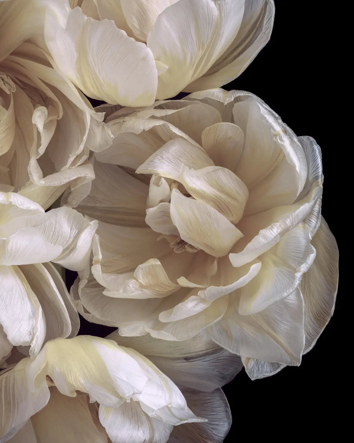 Creating Sanctuary Through Beauty - THE HEART OF MY WORK: TWO PATHS, ONE WISDOM - Elena Dragoi fine art floral photographer and wellness coach