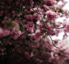 Soft pink cherry blossoms in ethereal bloom - a contemplative backdrop for connecting about floral art and wellness.