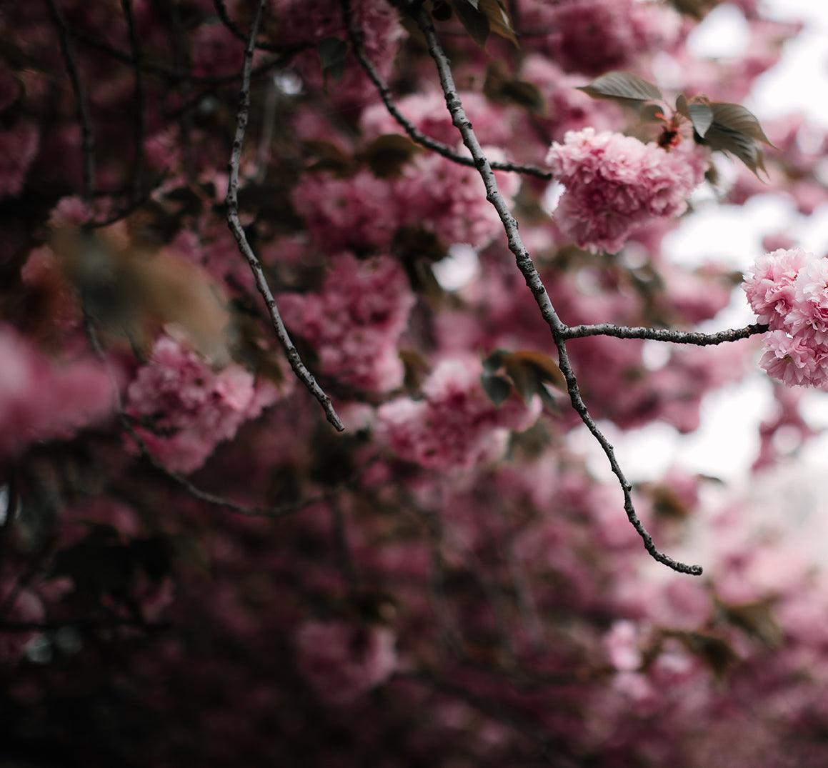 Pink cherry blossoms blooming - a living testament to art that gives back, planting forests one print at a time.