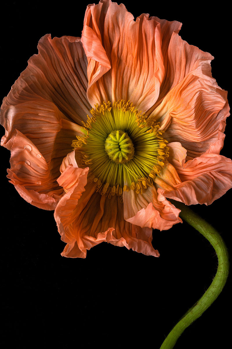 Elegant coral poppy flower photography by Elena Dragoi showcasing beauty and natural artistry