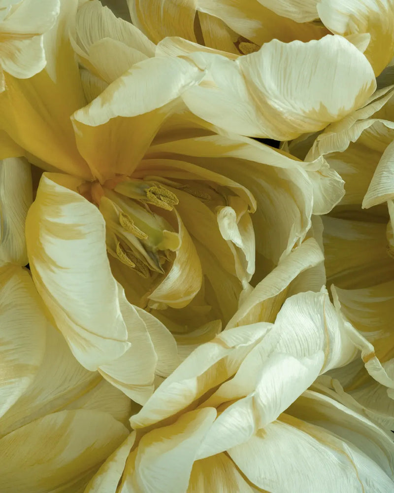 Soft yellow tulips with layered petals - Friendship fine art botanical photograph by Elena Dragoi