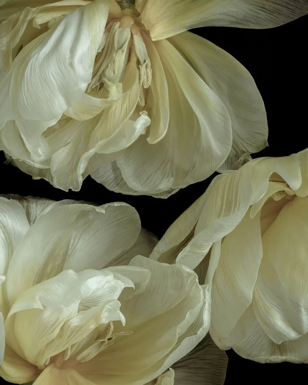 Botanical art print 3