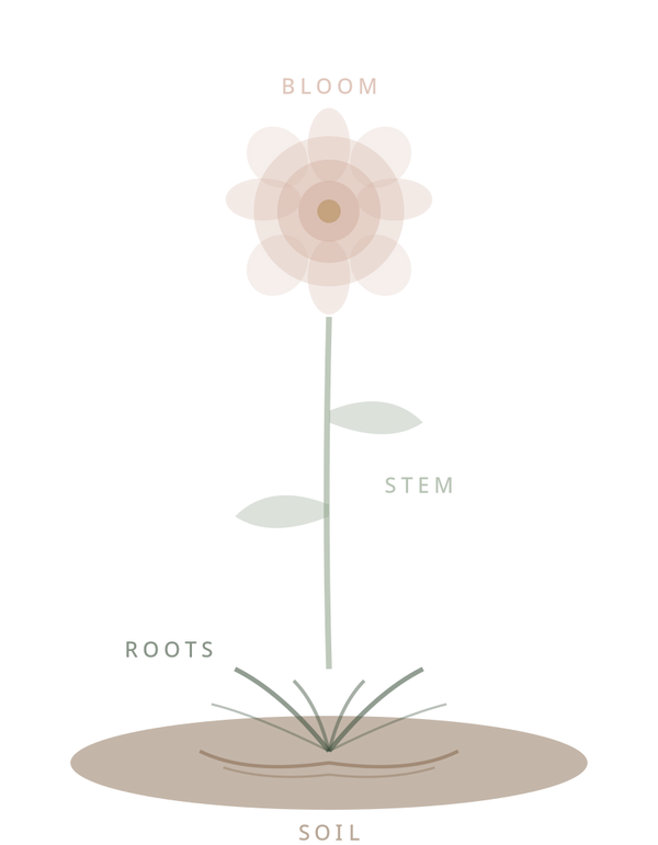 Interactive flower diagram showing soil, roots, stem, and bloom layers