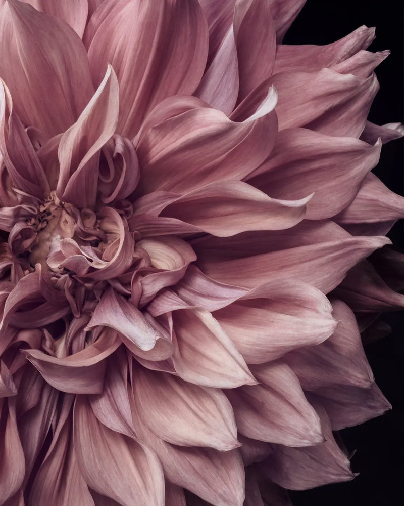 Dusty mauve dahlia with layered petals on black background - macro fine art floral print by Elena Dragoi