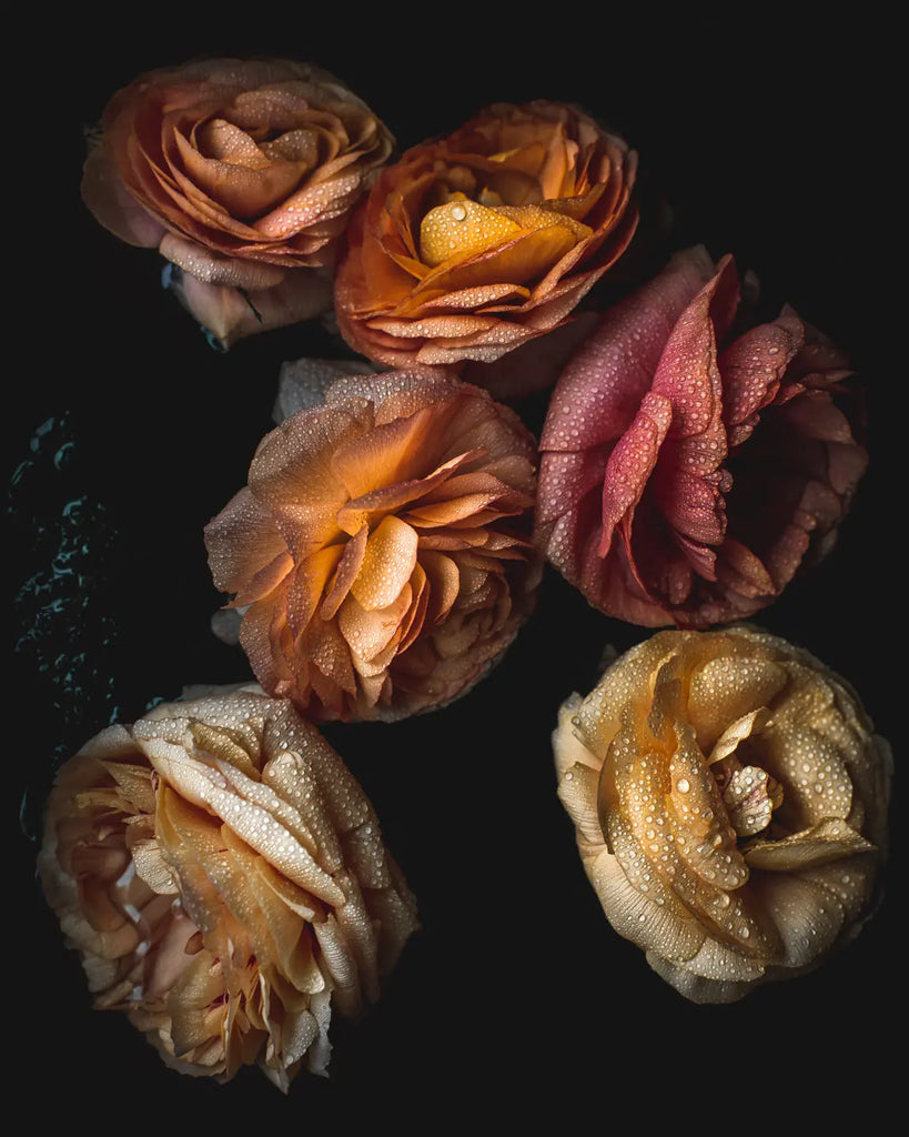 Dew-kissed ranunculus flowers in peachy sunrise hues with water droplets - fine art botanical photograph by Elena Dragoi
