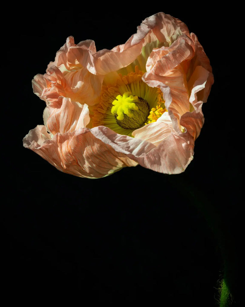 Luminous peach poppy with glowing chartreuse center against darkness - ethereal fine art photograph titled Light by Elena Dragoi