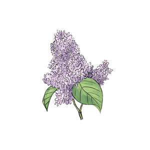 Lilac botanical illustration