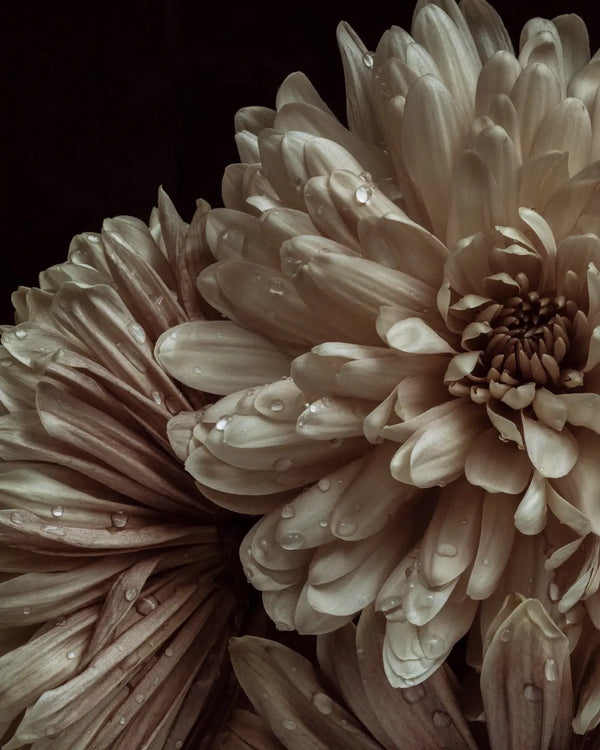 Cream chrysanthemum flowers with dewdrops on golden petals - macro fine art photograph titled Patience by Elena Dragoi fine art print by Elena Dragoi
