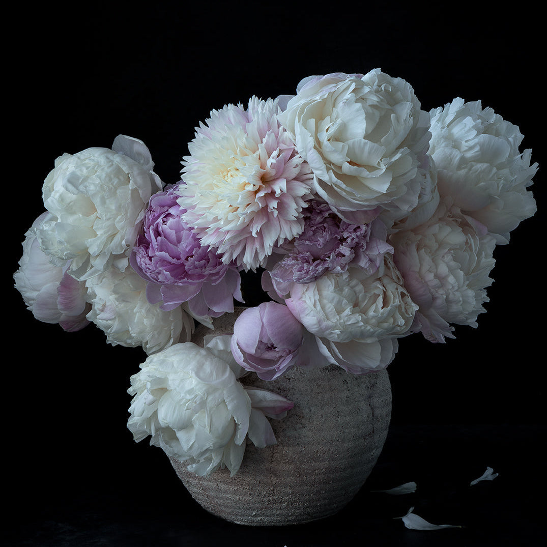 White and pink peonies in ceramic vase on black background, fine art floral photography by Elena Dragoi