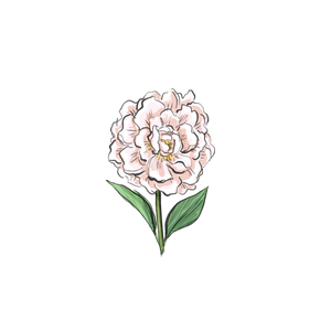 Peony botanical illustration