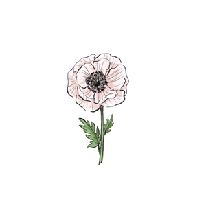 Poppy botanical illustration