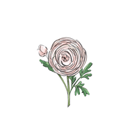 RANUNCULUS
