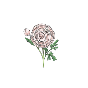 Ranunculus botanical illustration