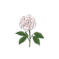 PEONY