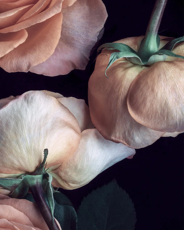 Soft blush and cream roses with sage green stems on black background - fine art botanical photography print by Elena Dragoi fine art print by Elena Dragoi