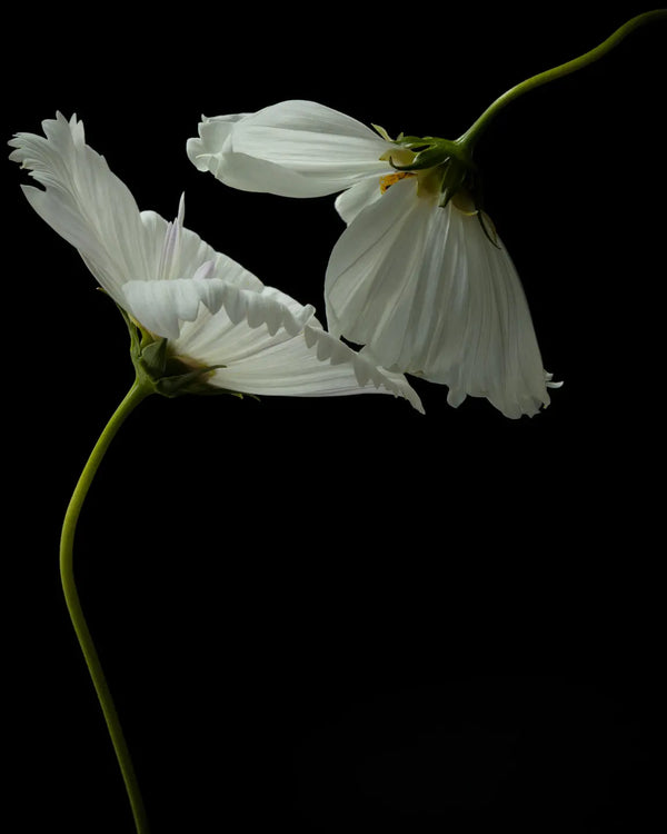 Steadfast Sisterhood botanical fine art print featuring two white cosmos flowers meeting at their petals with golden centers and green stems against a black backdrop by Elena Dragoi fine art print by Elena Dragoi