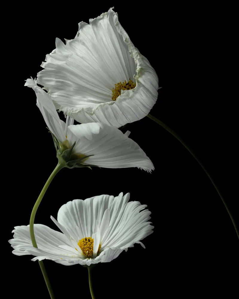Strangers botanical fine art print featuring three white cosmos flowers with golden centers against a dramatic black backdrop by Elena Dragoi