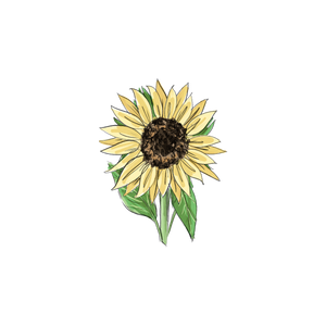 Sunflower botanical illustration
