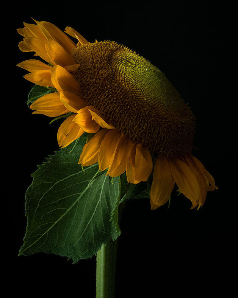 Tending the Garden 3-month integrative wellness coaching program - serene natural landscape reflecting steadier wellness, consistency, and a grounded health rhythm