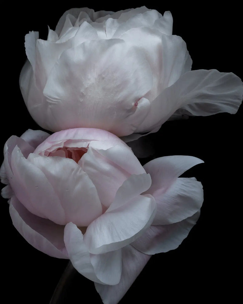 White peonies with soft blush pink centers on black background - fine art botanical print by Elena Dragoi