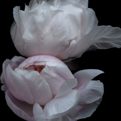 By Flower →
