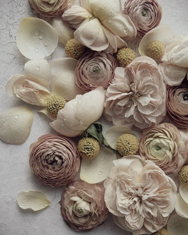 The Dew Drops of Joy fine art print featuring soft neutral ranunculus and roses flowers arranged on textured surface by Elena Dragoi