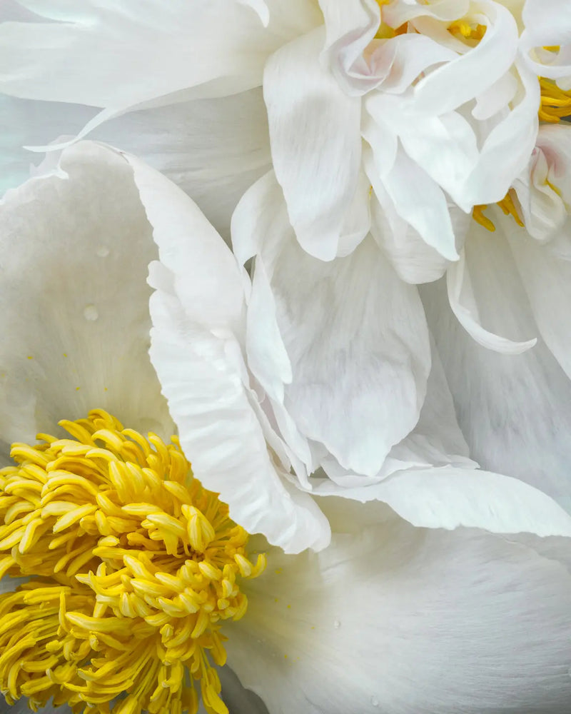 The Gift botanical fine art print featuring white peonies with golden yellow stamen centers captured in ethereal bloom by Elena Dragoi