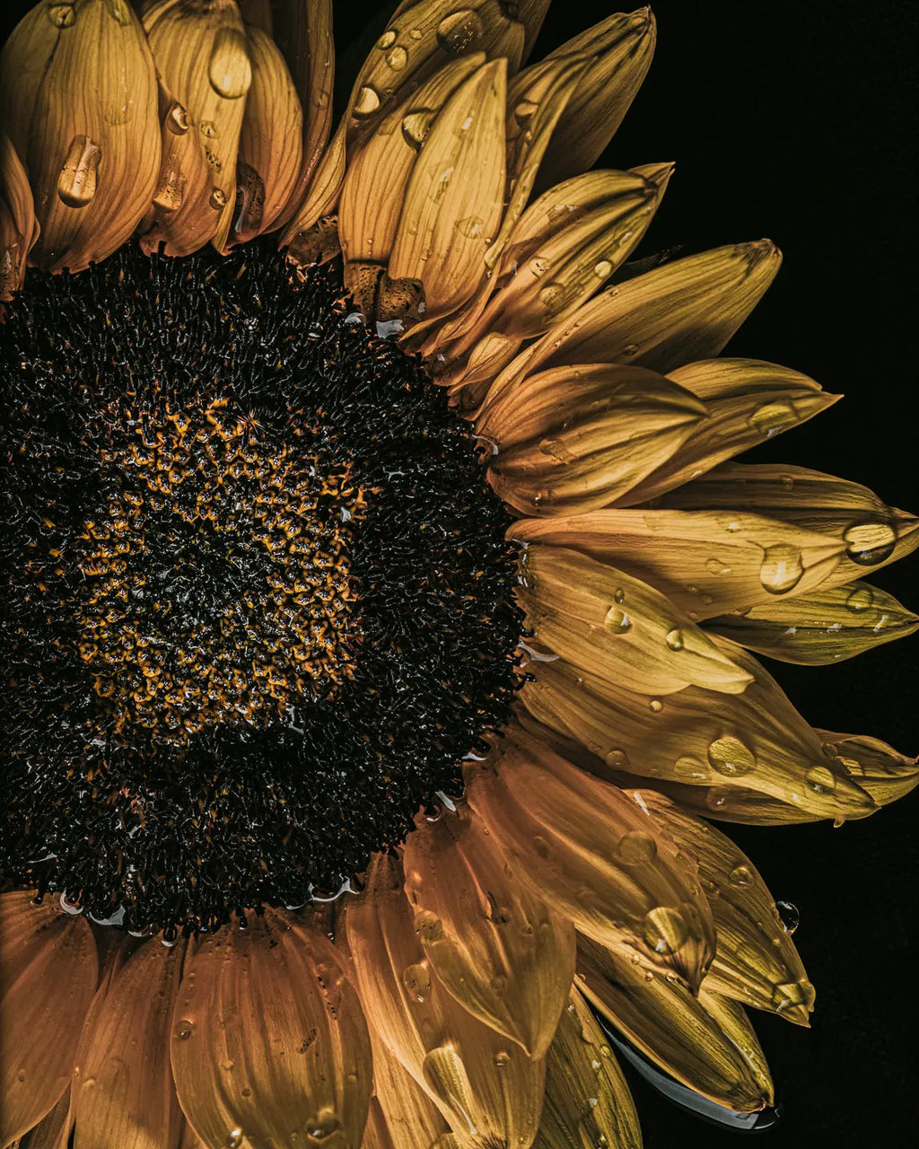 Golden sunflower with glistening dewdrops against darkness - dramatic fine art photograph capturing light and warmth by Elena Dragoi