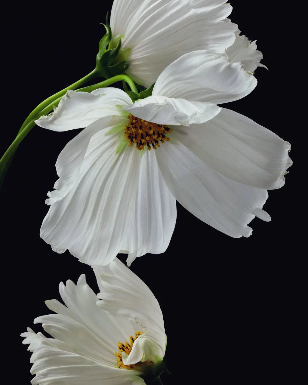 The Love That Remains botanical fine art print featuring white cosmos flowers in rapturous gaze with golden centers and green stems against a black backdrop by Elena Dragoi