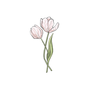 Tulip botanical illustration