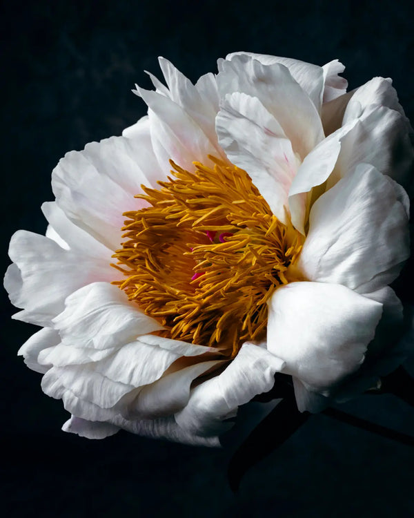 Botanical art print 5