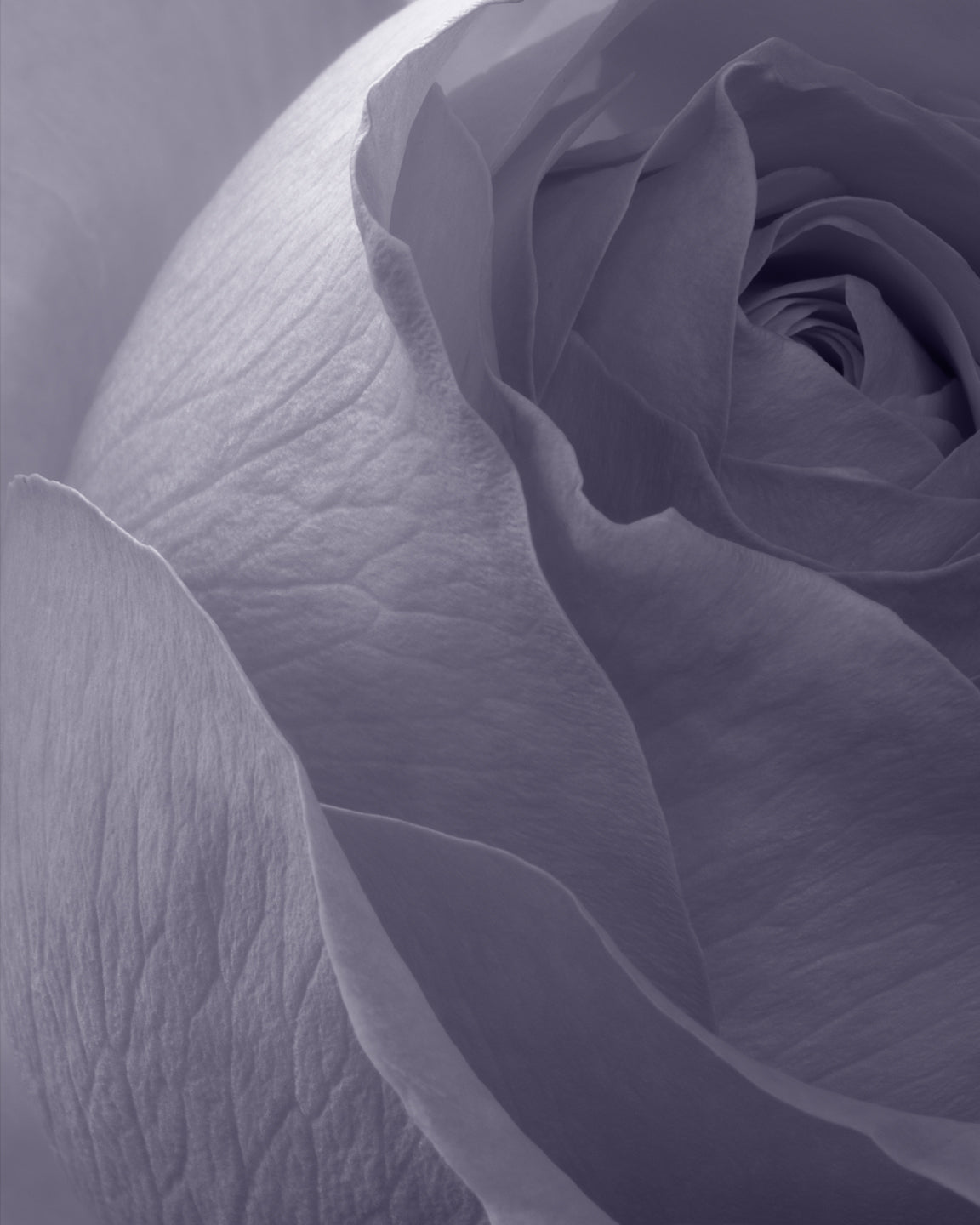 Violet Dusk by Elena Dragoi - 5x7 moody fine art rose photography in soft violet gray, intimate flower art print for bedroom decor